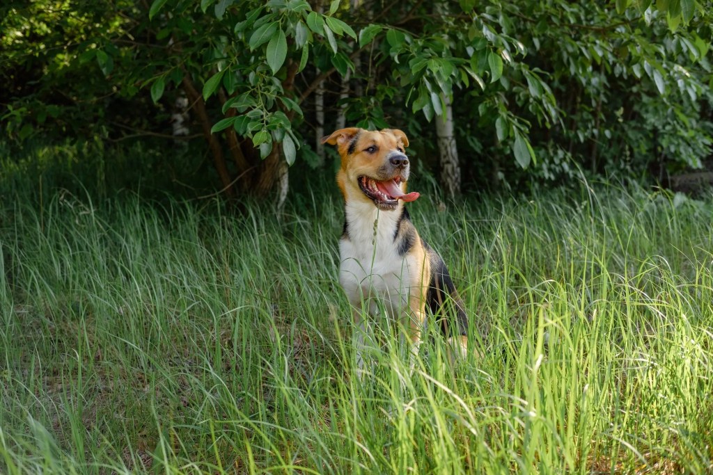 tricolor-monrel-dog-sitting-grass-scaled